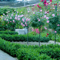 Rosen mit Stämmchen - 10 - Für den ganz besonderen Blickfang im Garten sorgen die edlen… (154)