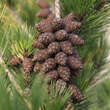 Pinus densiflora 'Umbraculifera': Bild 4/5