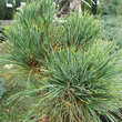 Pinus cembra 'Sartori': Bild 1/2